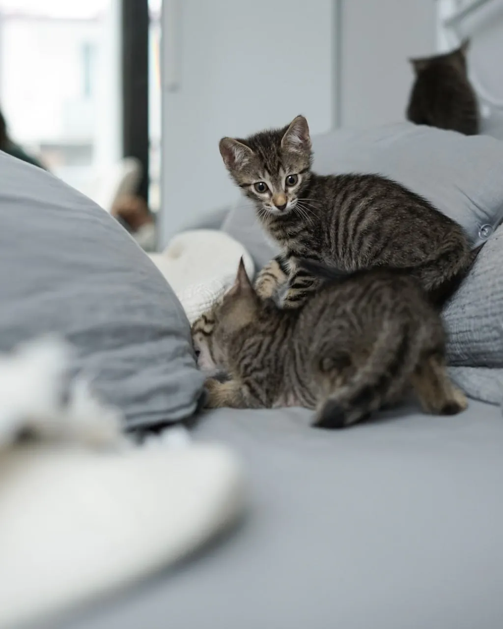 Котята-полосатики ищут дом в Батуми 7
