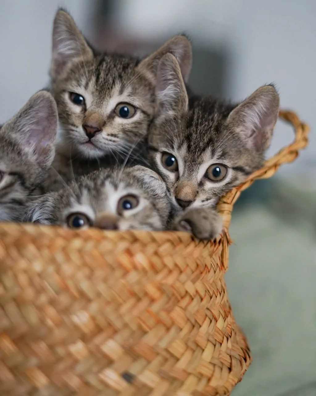 Котята-полосатики ищут дом в Батуми 4