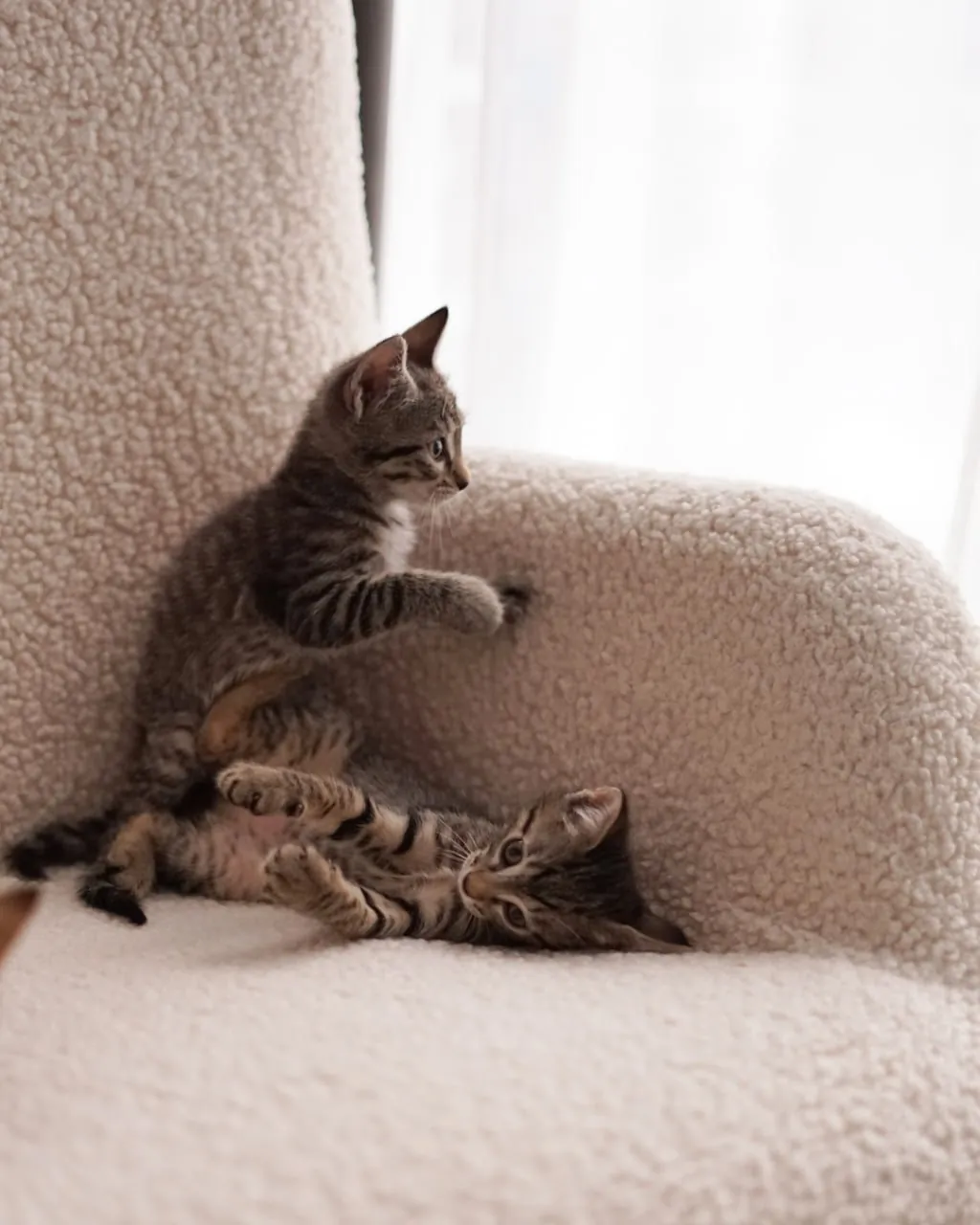 Котята-полосатики ищут дом в Батуми 6