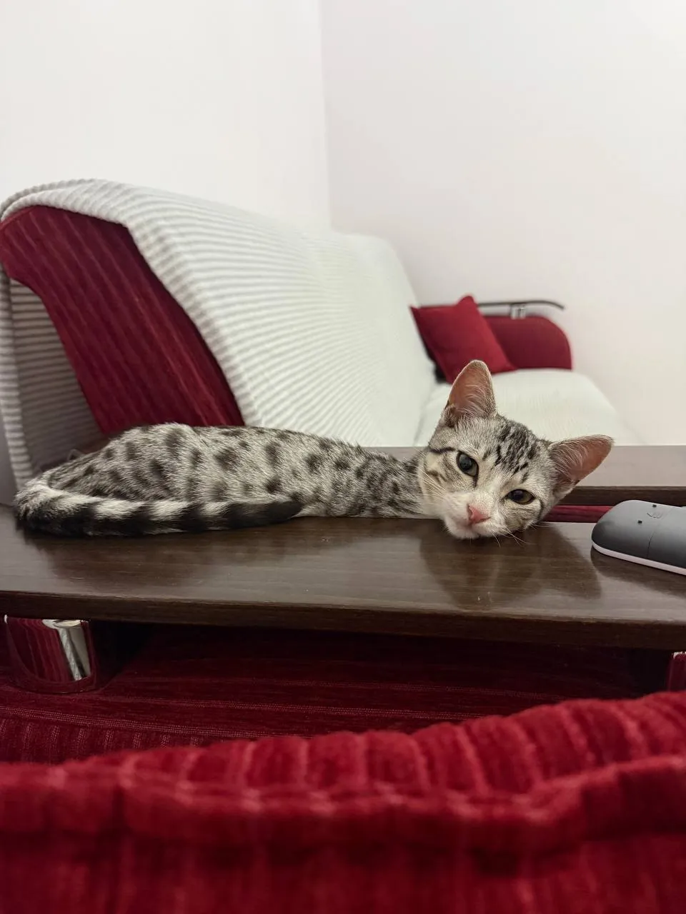 Кот метис египетского мау ищет дом 8