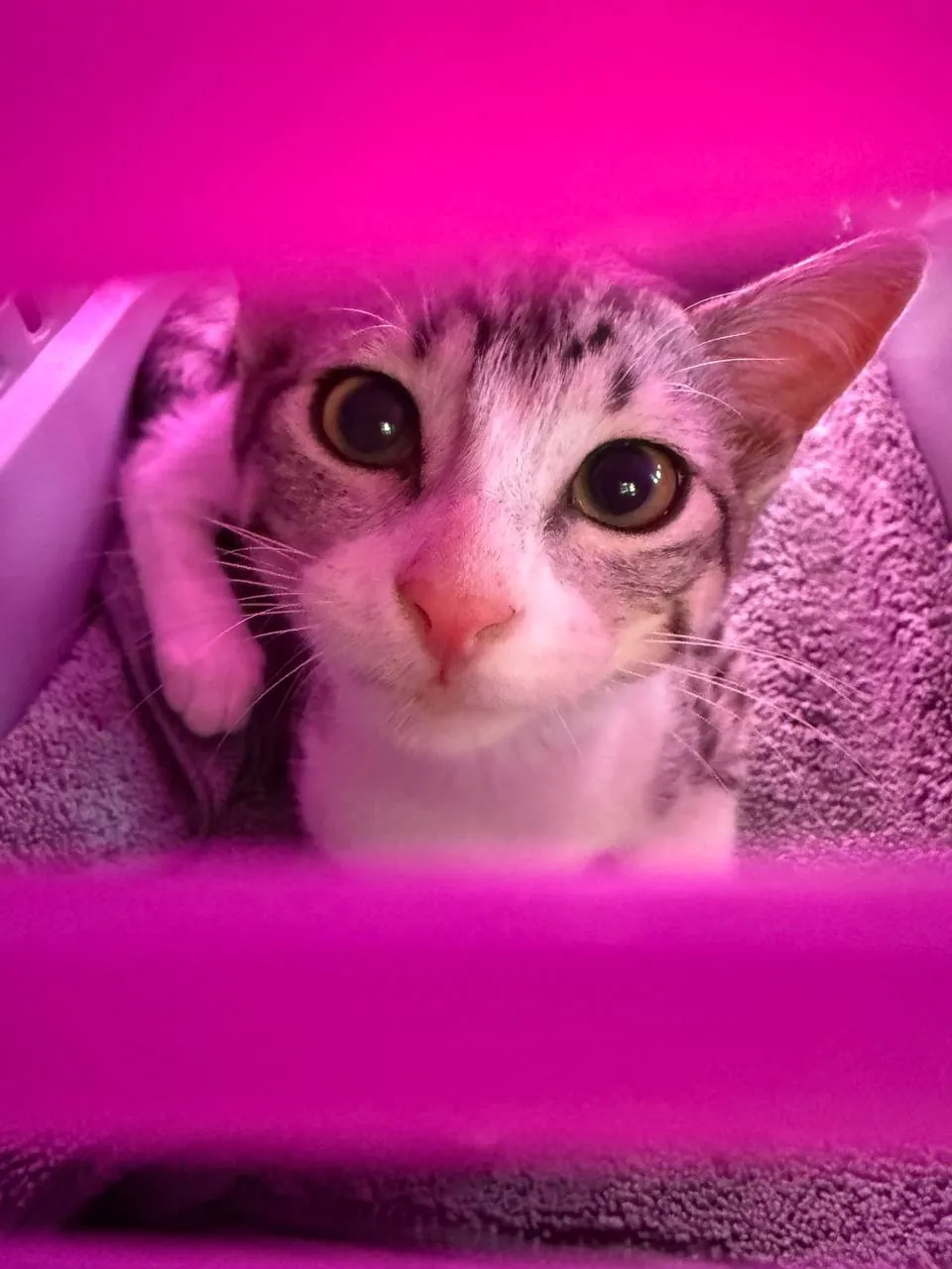 Кот метис египетского мау ищет дом 7