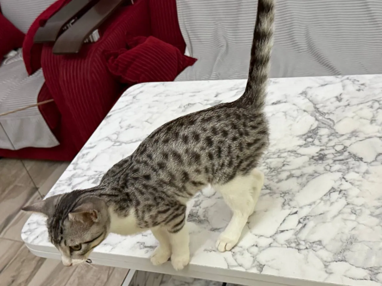 Кот метис египетского мау ищет дом 2