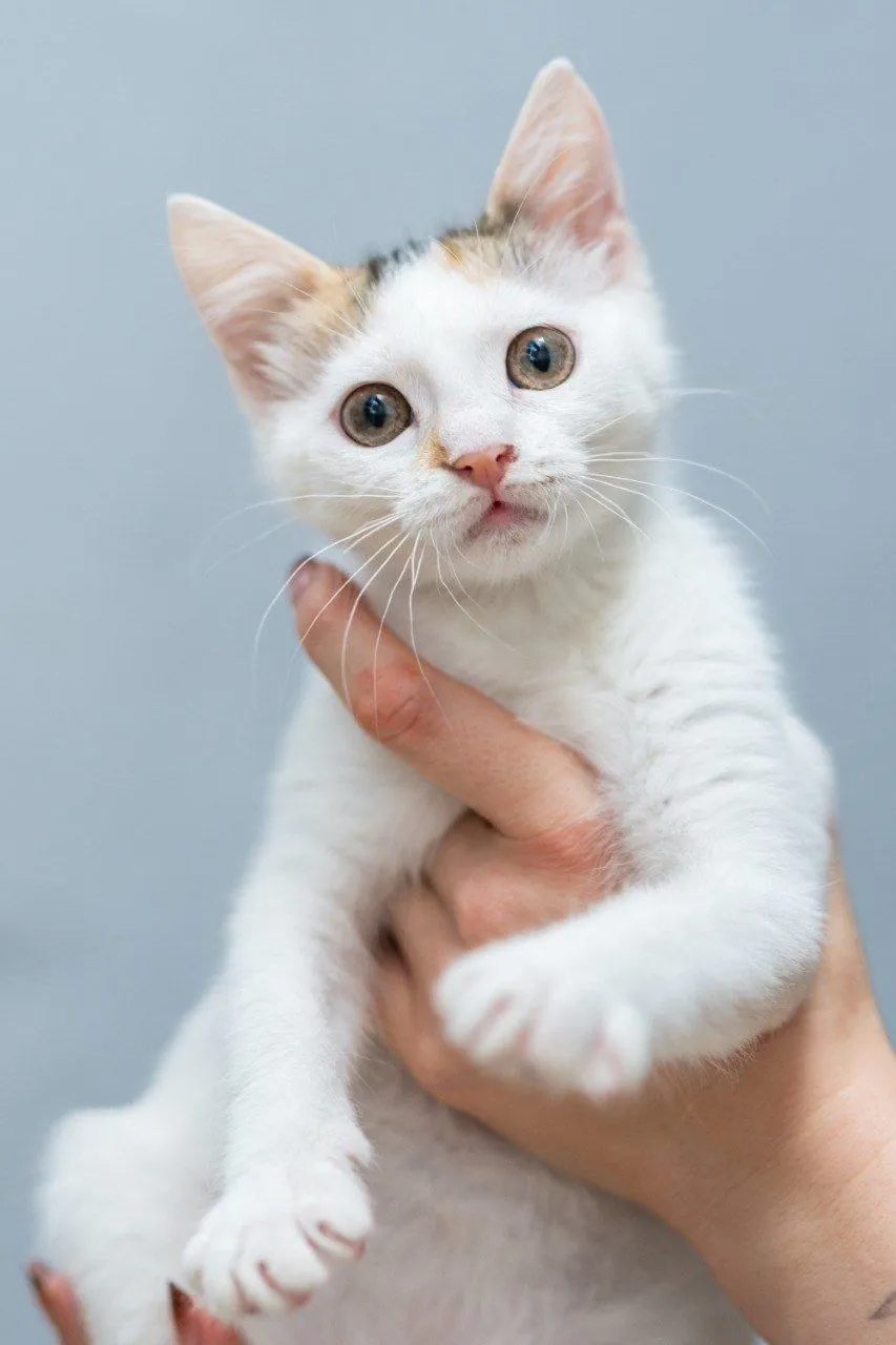 Котёнок Лёля ищет дом 1