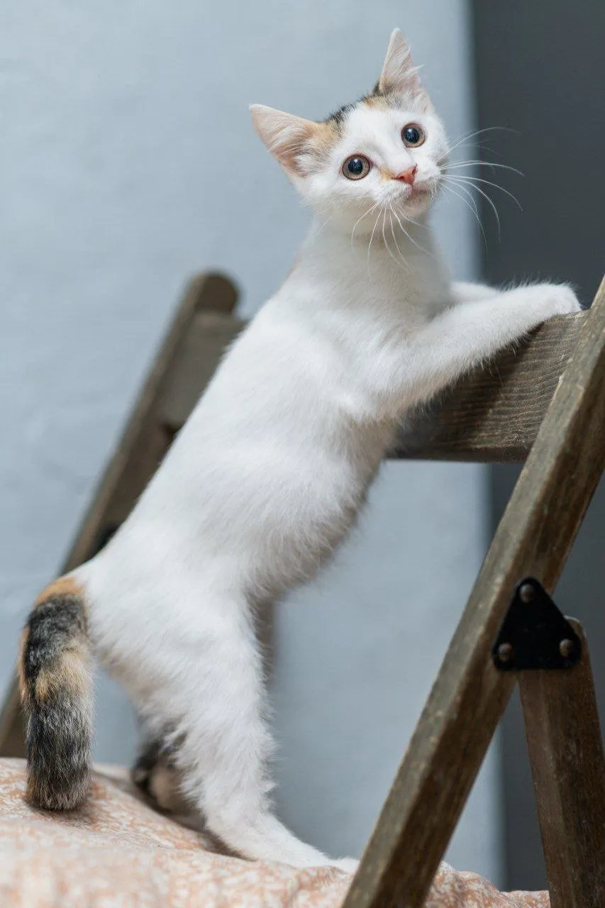 Котёнок Лёля ищет дом 2