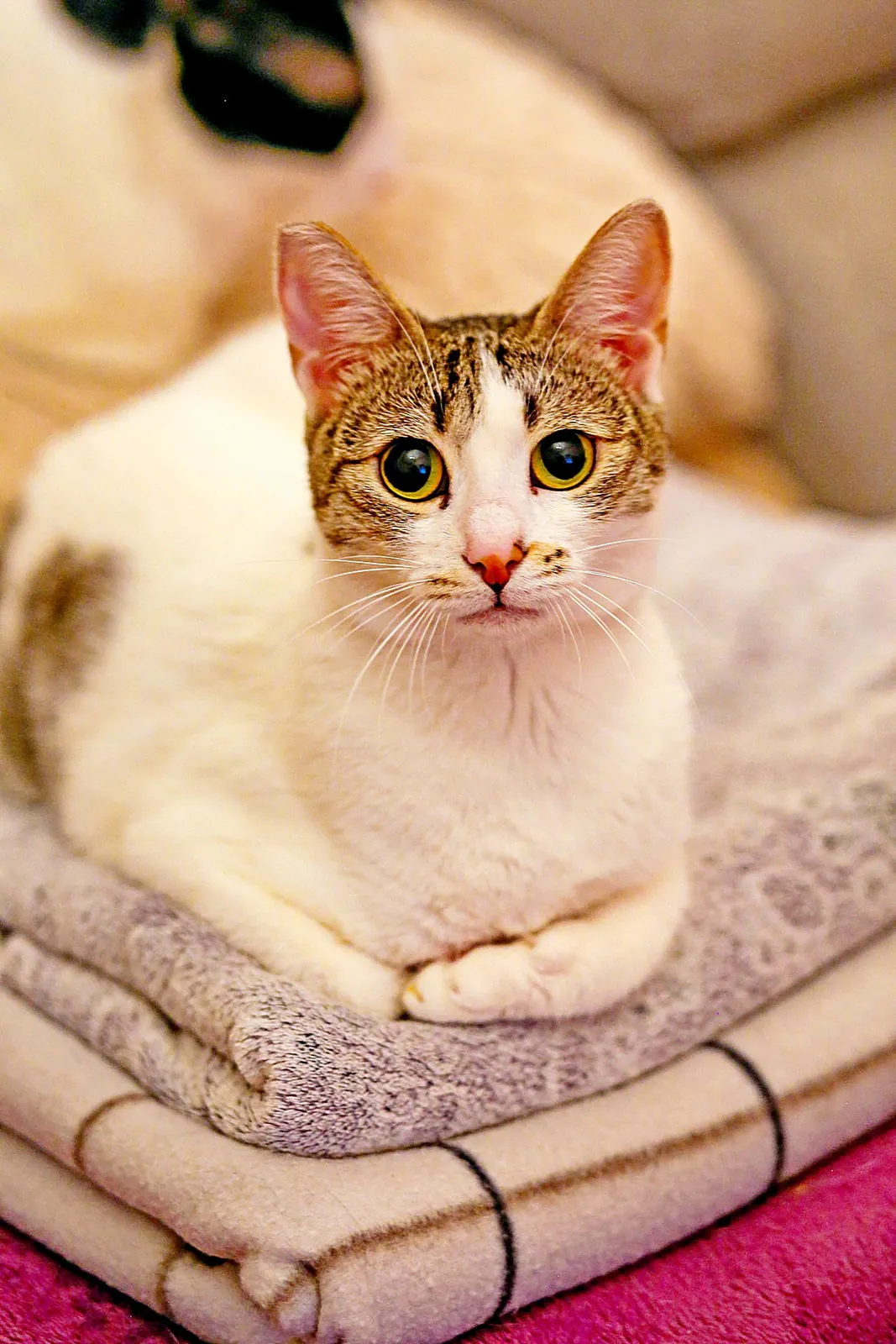 Кошка Орнелла ищет дом 3