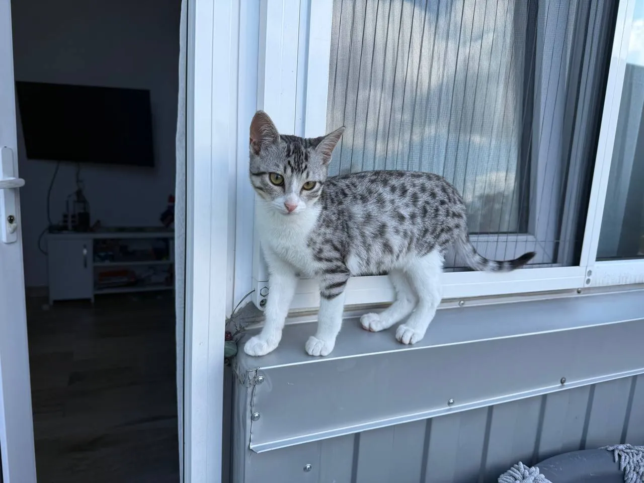 Пятнистый котёнок ищет дом в Батуми 5