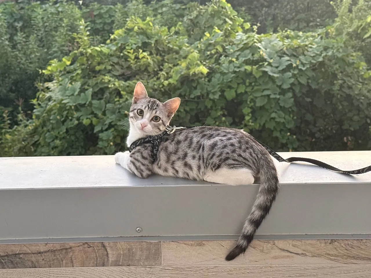 Пятнистый котёнок ищет дом в Батуми 1