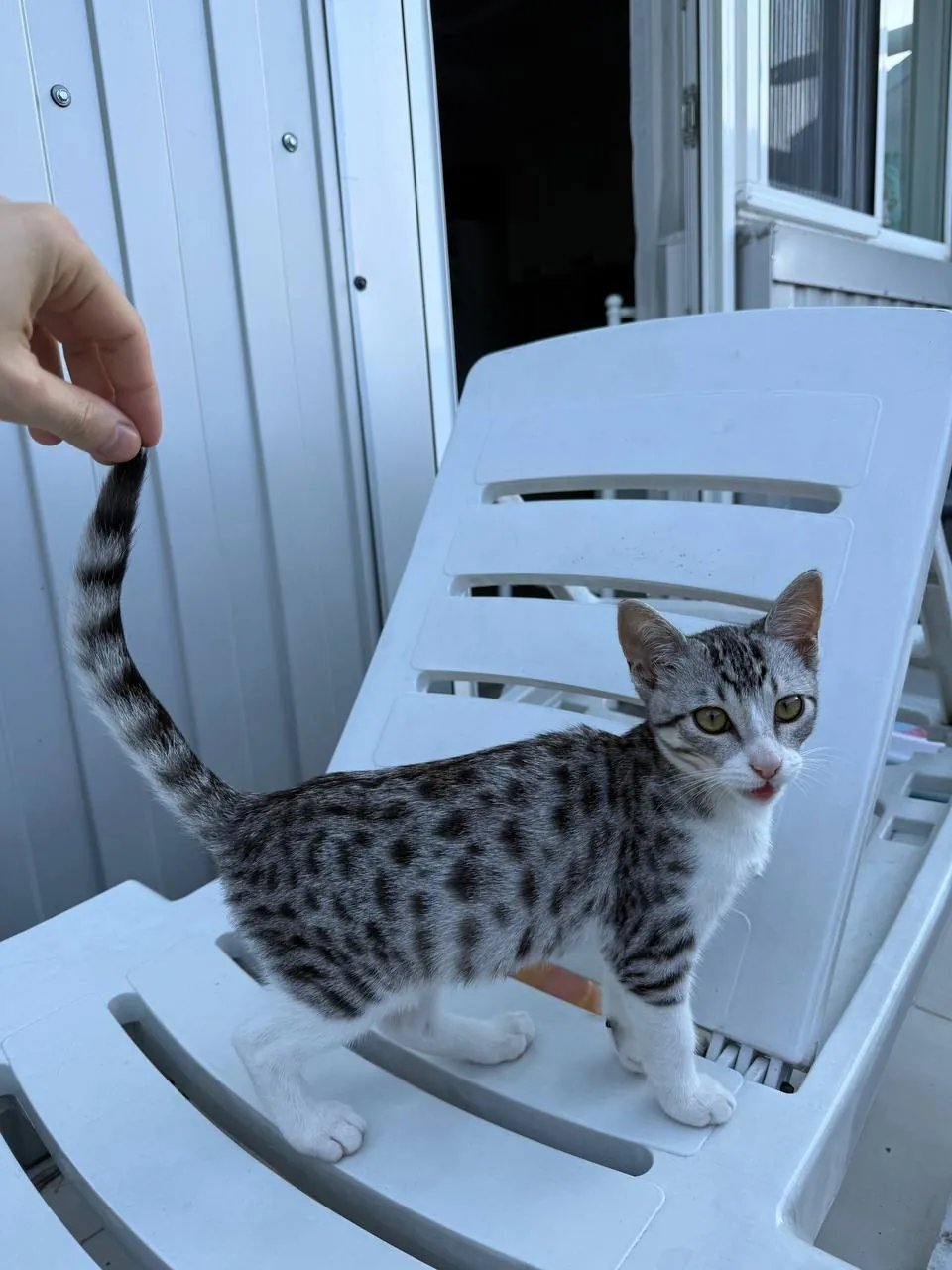 Пятнистый котёнок ищет дом в Батуми 3