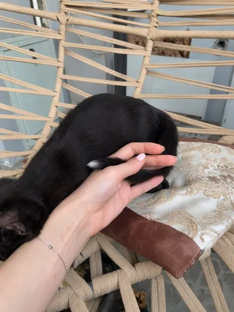 Чёрный котёнок 2 месяца ищет новый дом 4