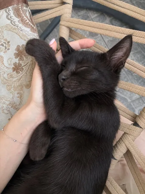 Чёрный котёнок 2 месяца ищет новый дом 2