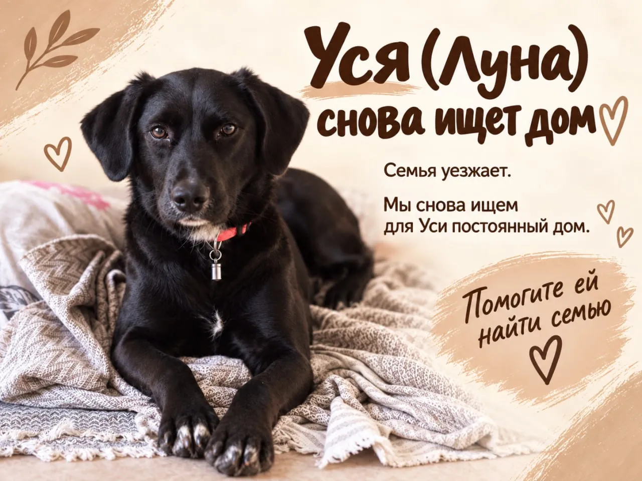 Собака Уся ищет постоянный дом 1