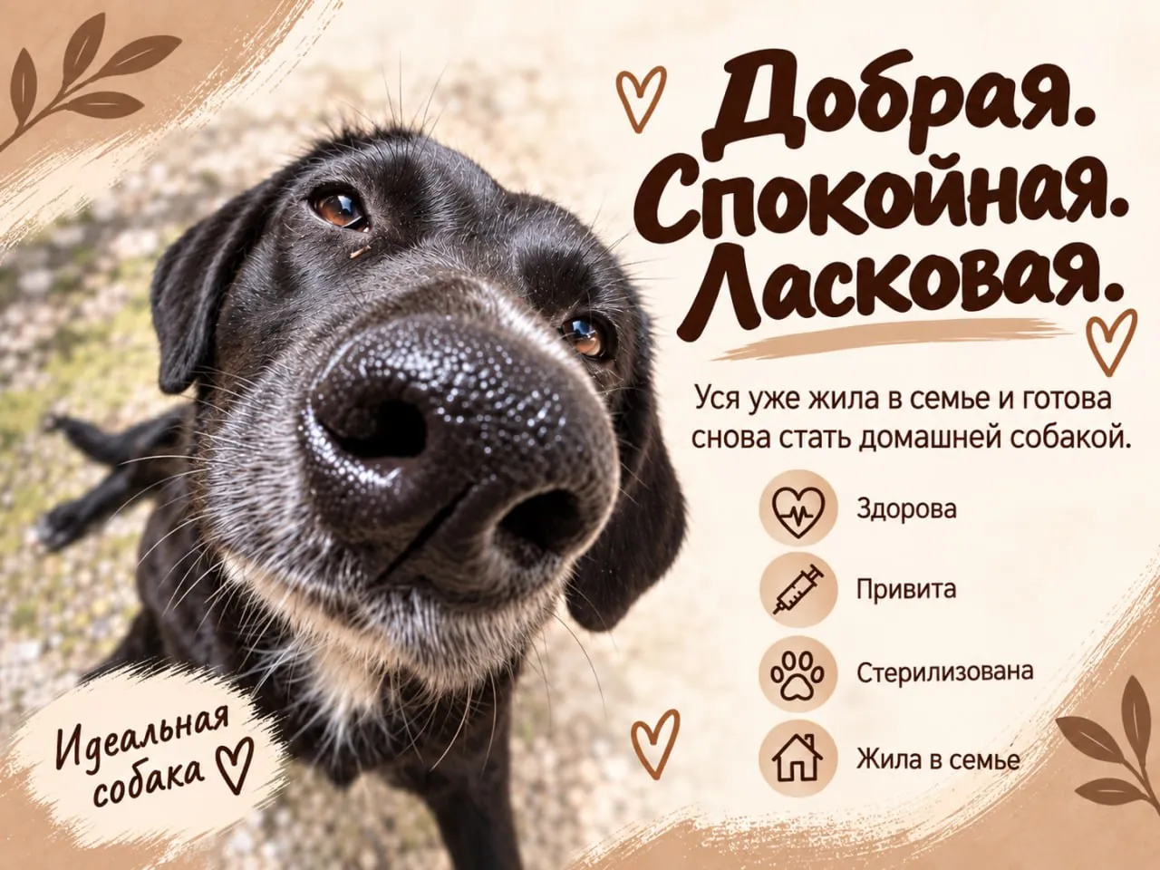 Собака Уся ищет постоянный дом 2