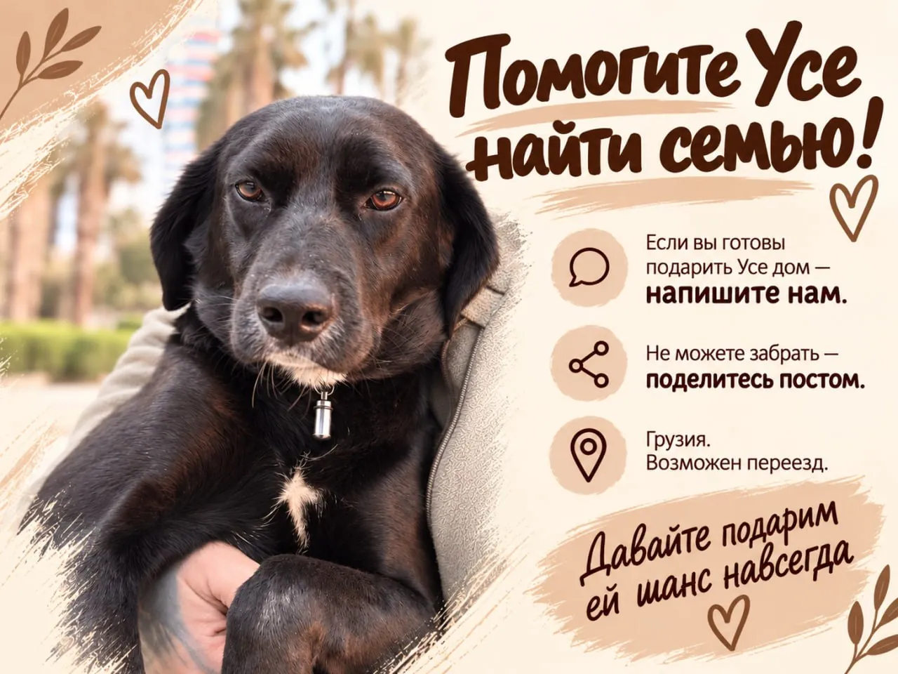 Собака Уся ищет постоянный дом 3