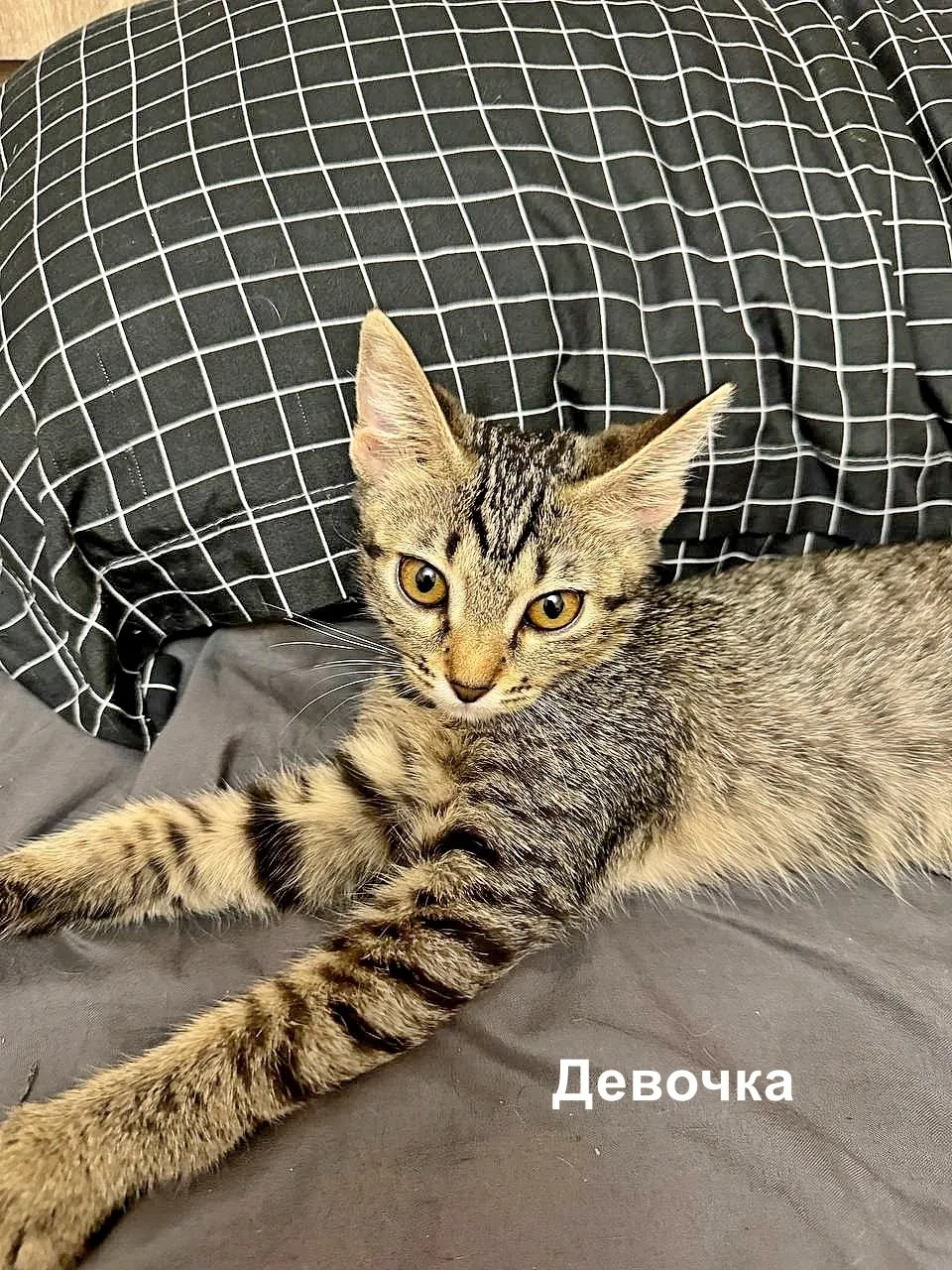 Два котёнка ищут дом в Тбилиси 6