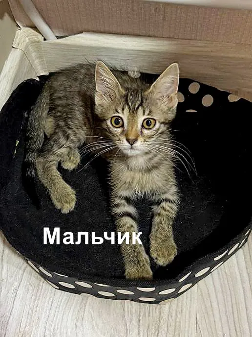 Два котёнка ищут дом в Тбилиси 1