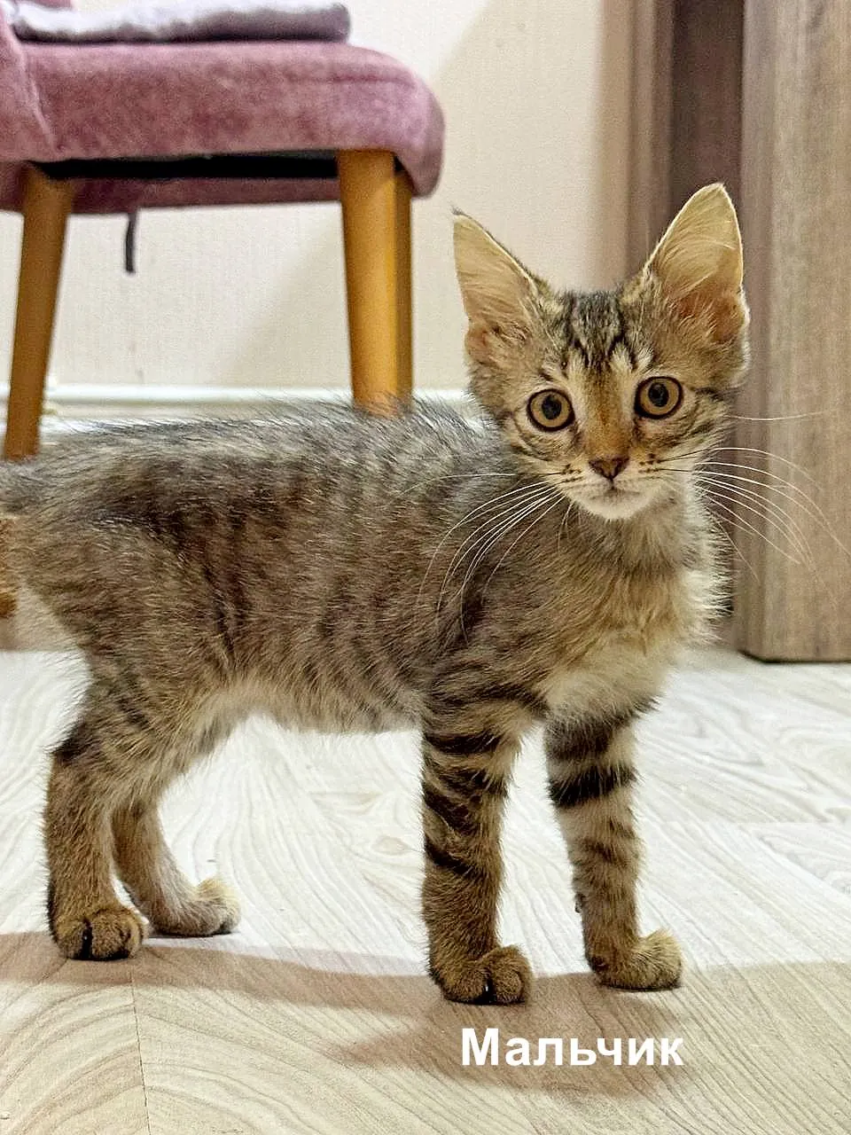 Два котёнка ищут дом в Тбилиси 3