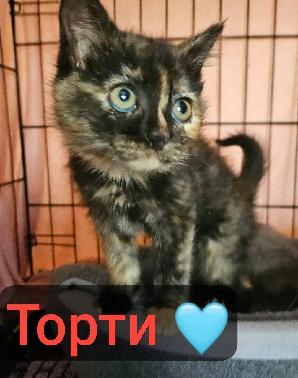 Миниатюра 3