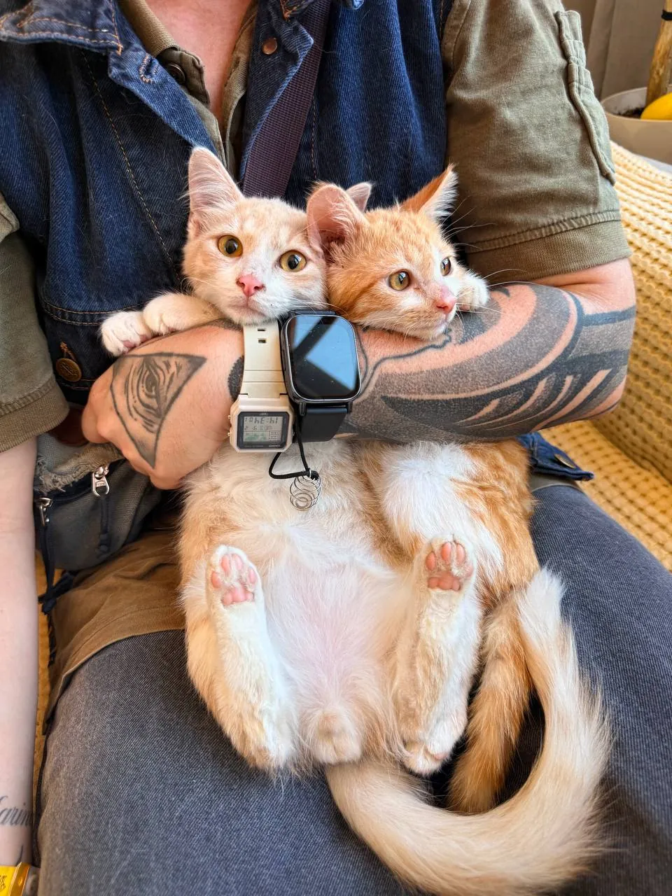Котята Пряник и Печенька ищут дом 1