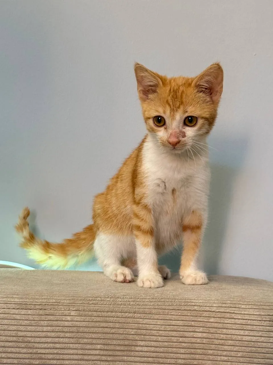 Котята Пряник и Печенька ищут дом 2