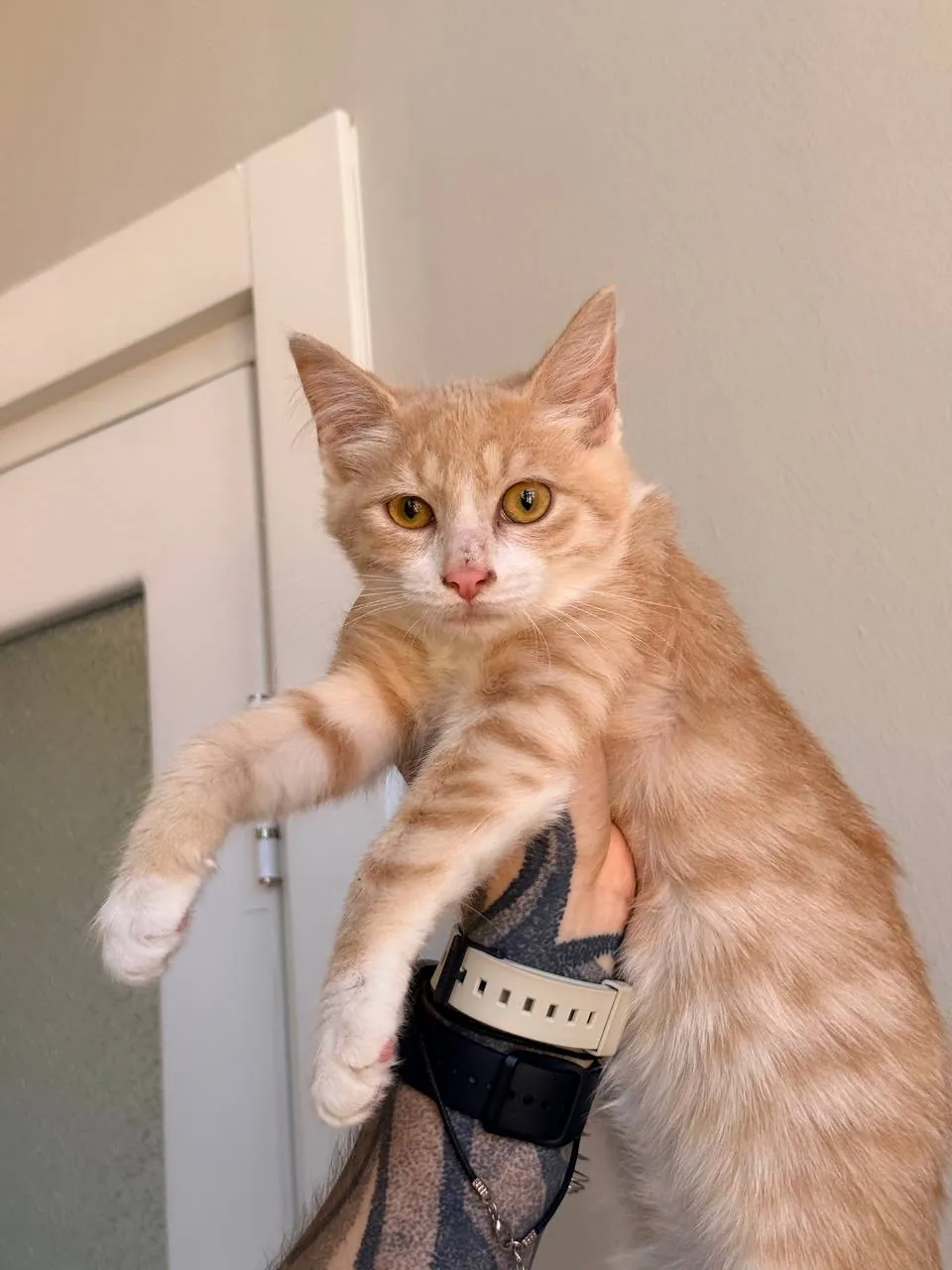 Котята Пряник и Печенька ищут дом 3