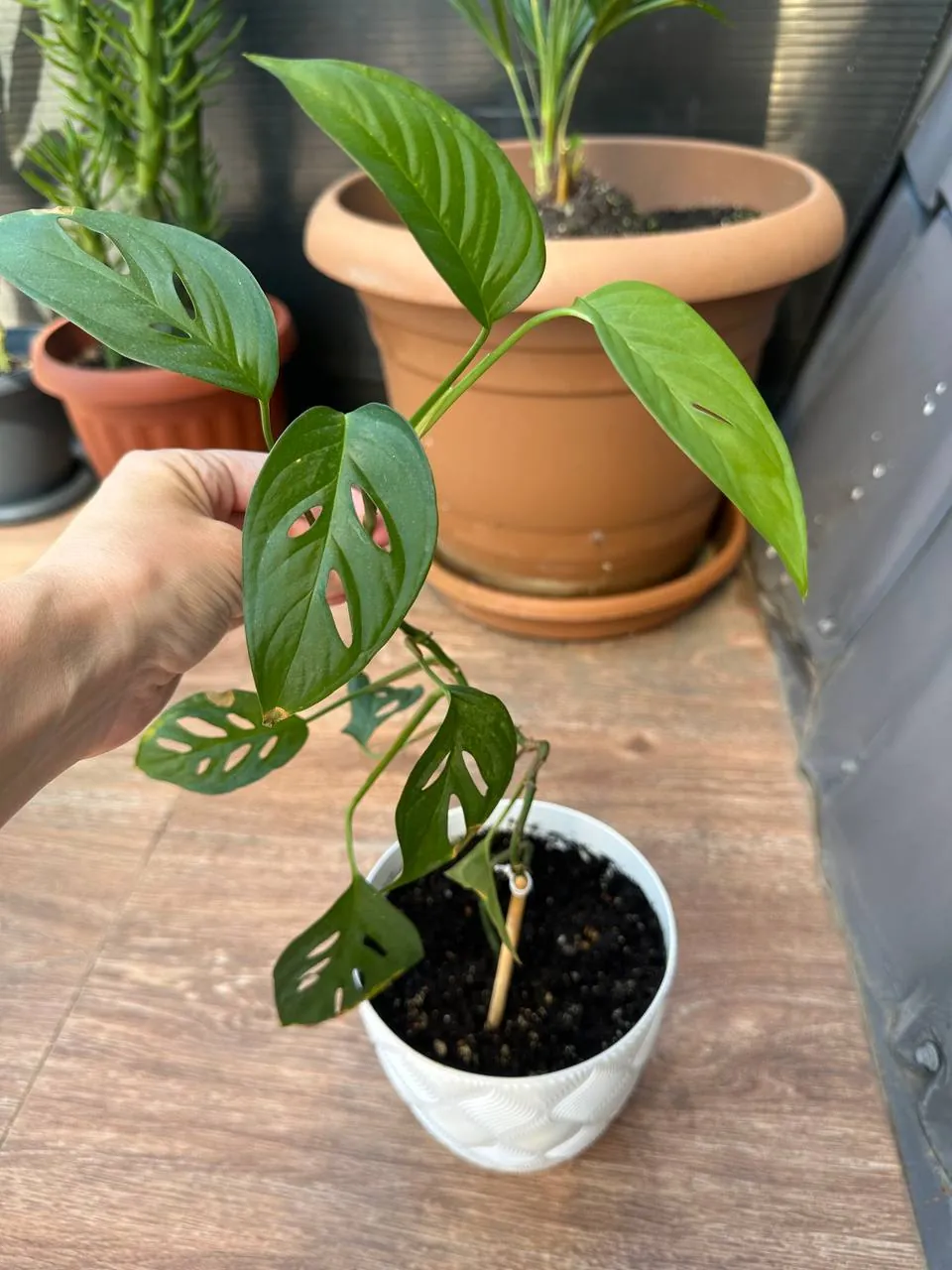 Комнатное растение монстера Monkey Leaf 1