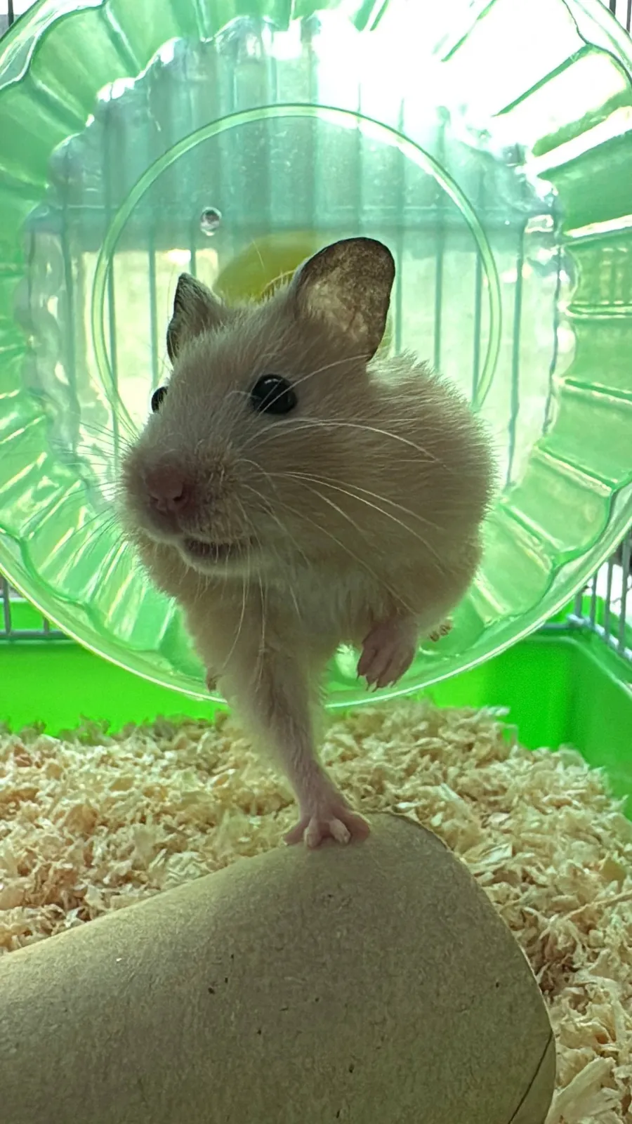 Клетки с хомяками, две штуки 4