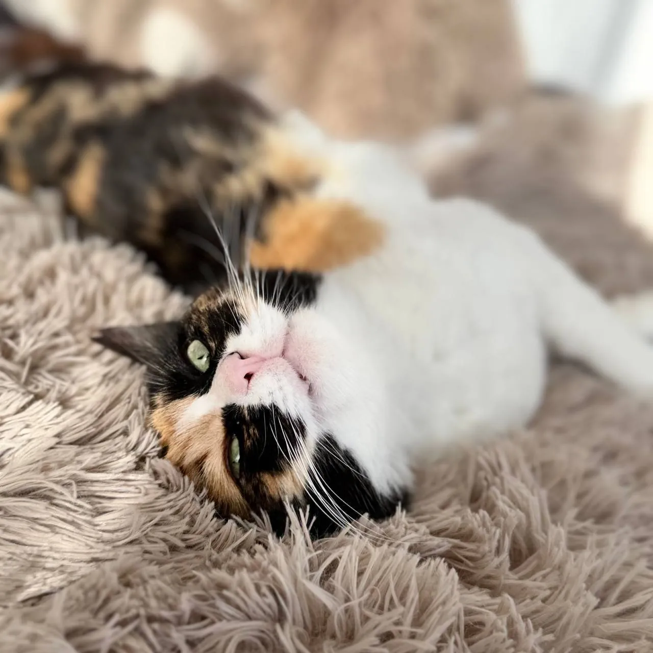 Кошка Элис ищет дом в Батуми 1