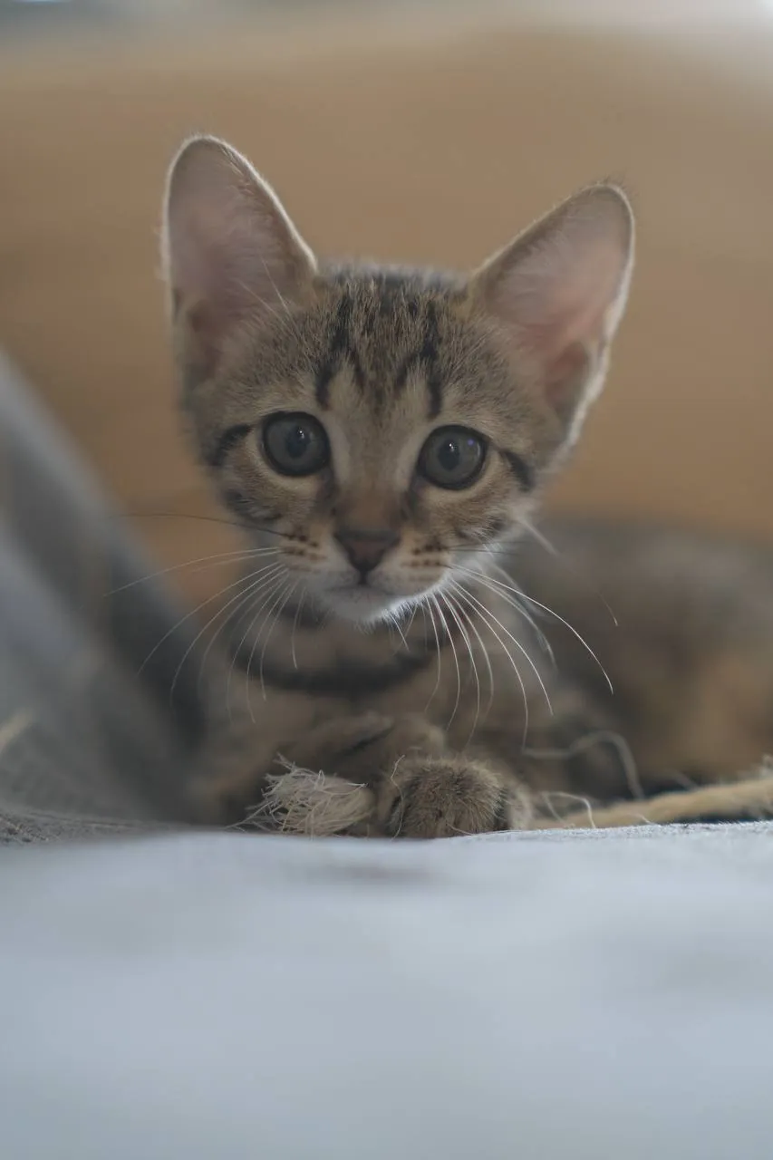Две ласковые кошечки ищут дом 6