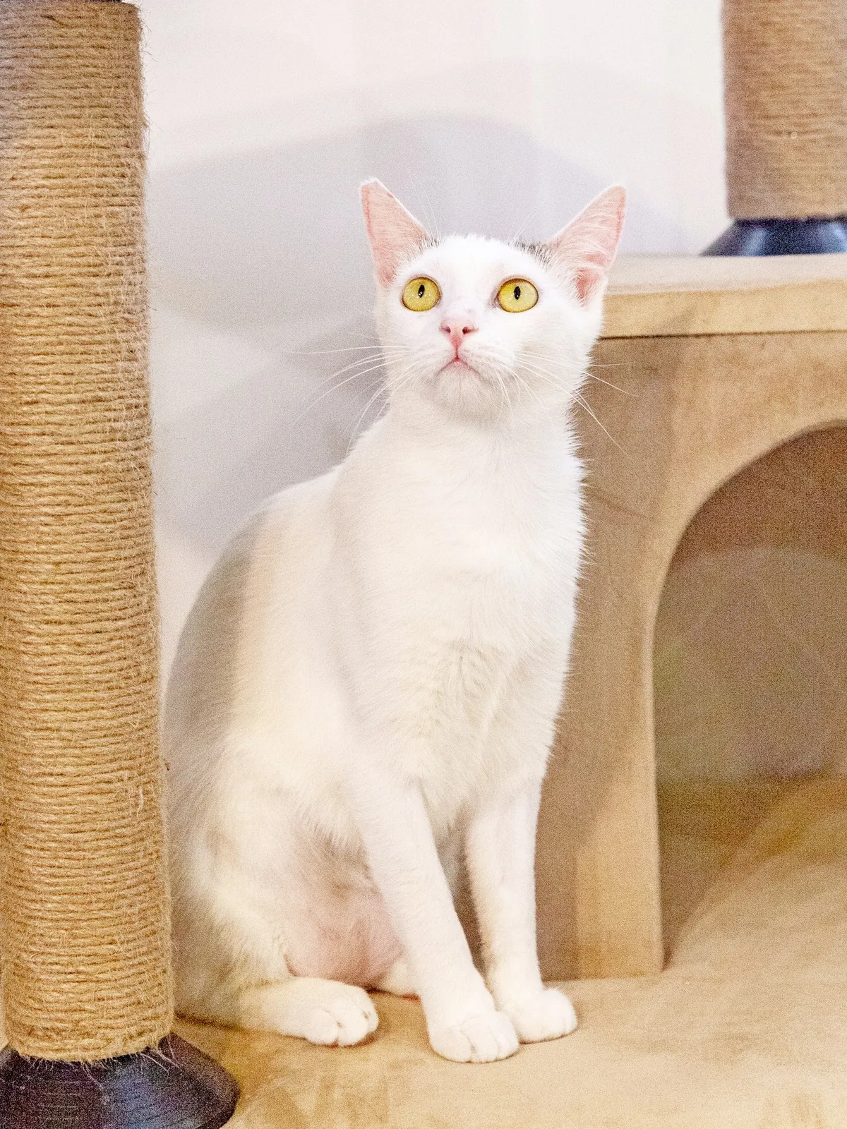 Кошка Тильда ищет дом 1