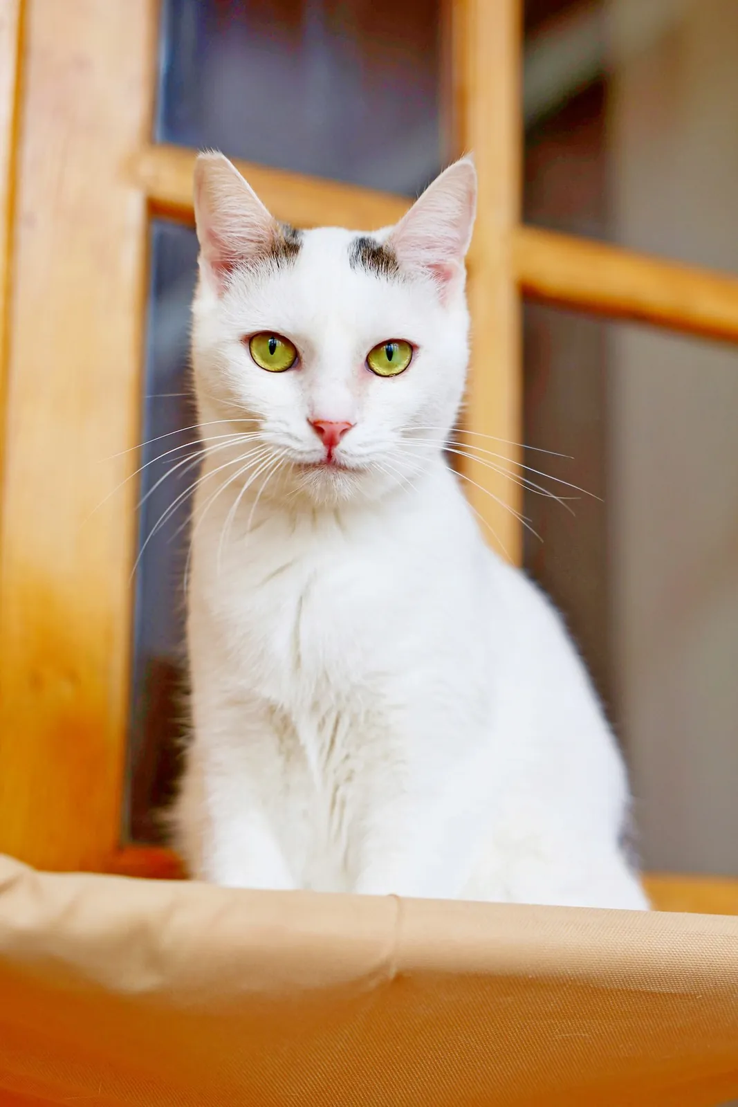 Кошка Тильда ищет дом 5