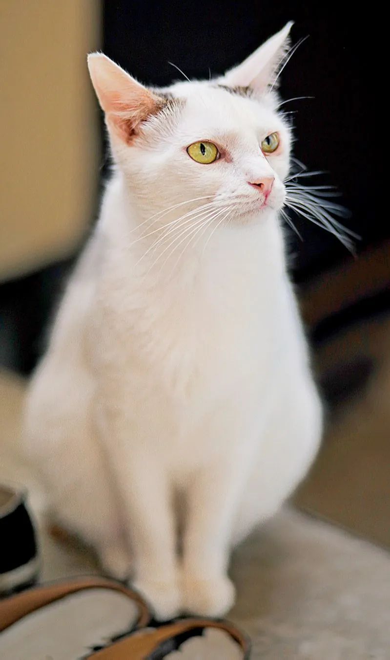 Кошка Тильда ищет дом 2