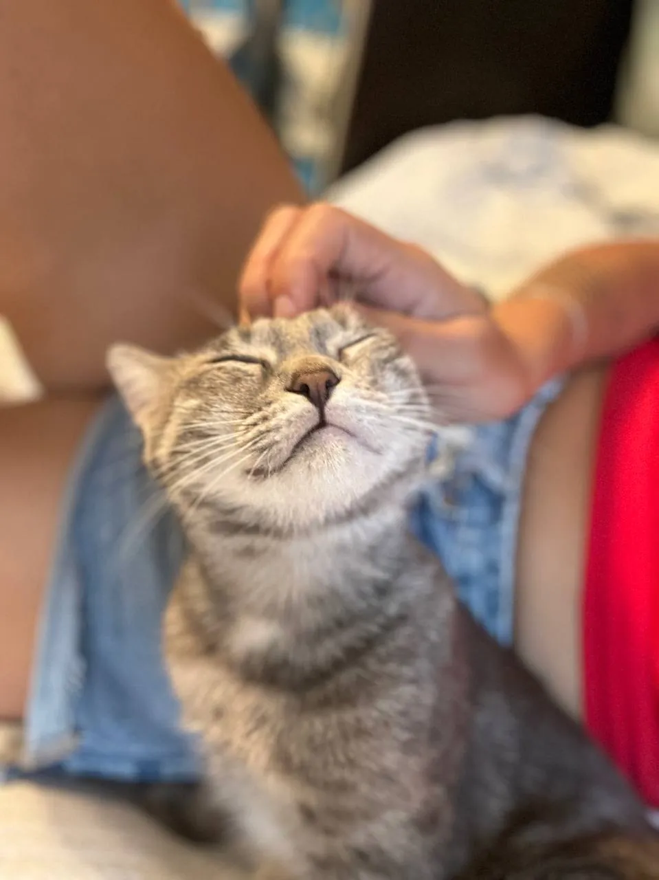 Кошка Смоки ищет дом 4