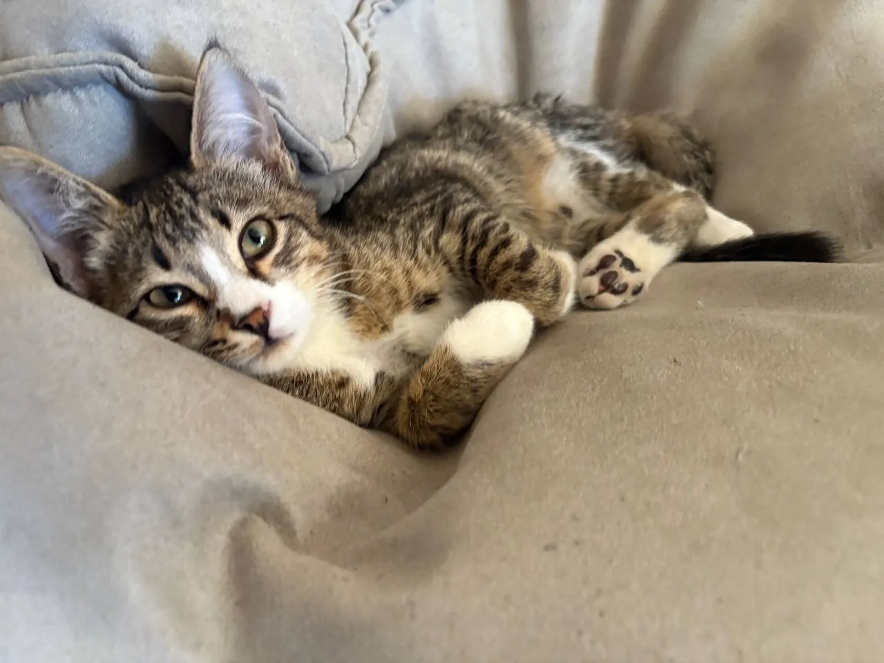 Котёнок ищет дом 7
