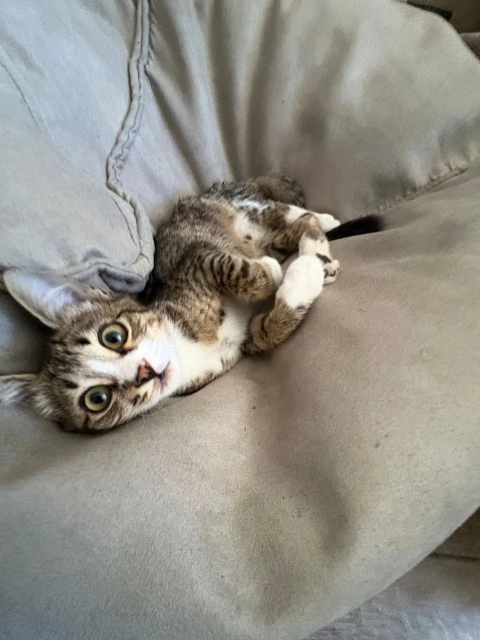 Котёнок ищет дом 8