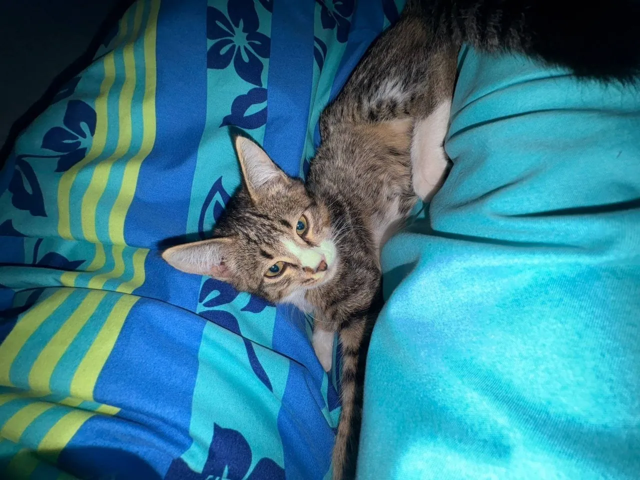 Котёнок ищет дом 6