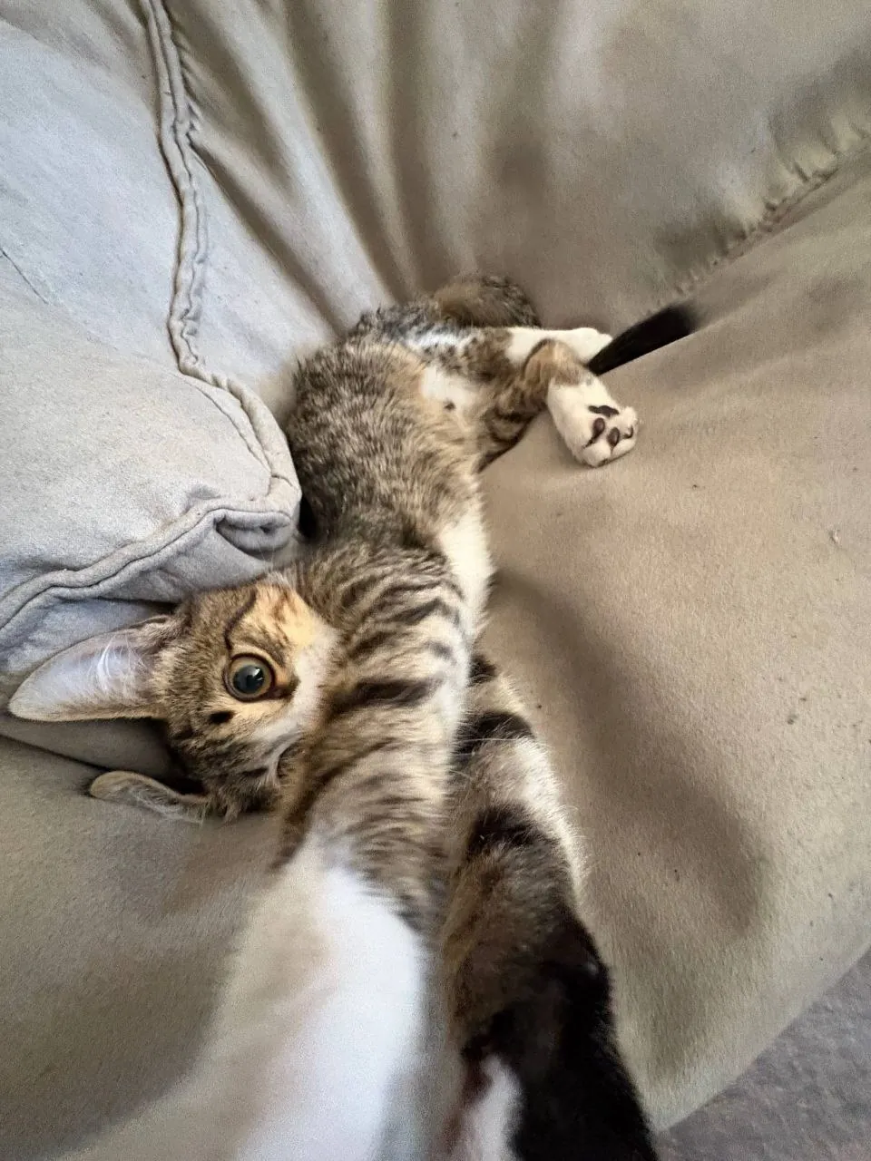 Котёнок ищет дом 1