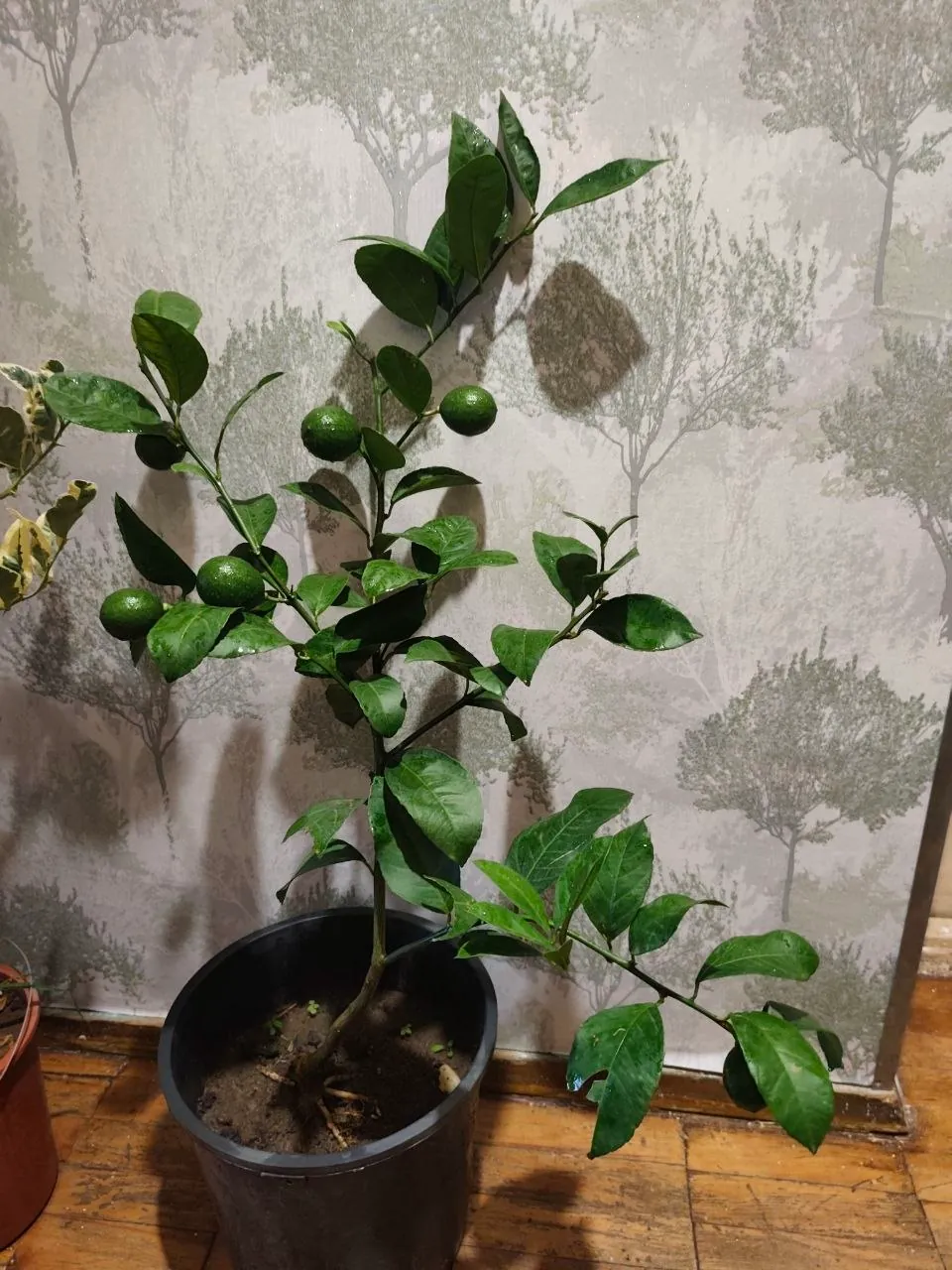Комнатные лимоны и кумкват 1