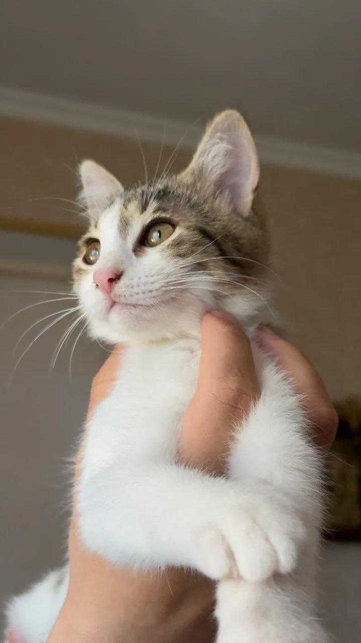 Котята 5 месяцев ищут дом в Тбилиси 2