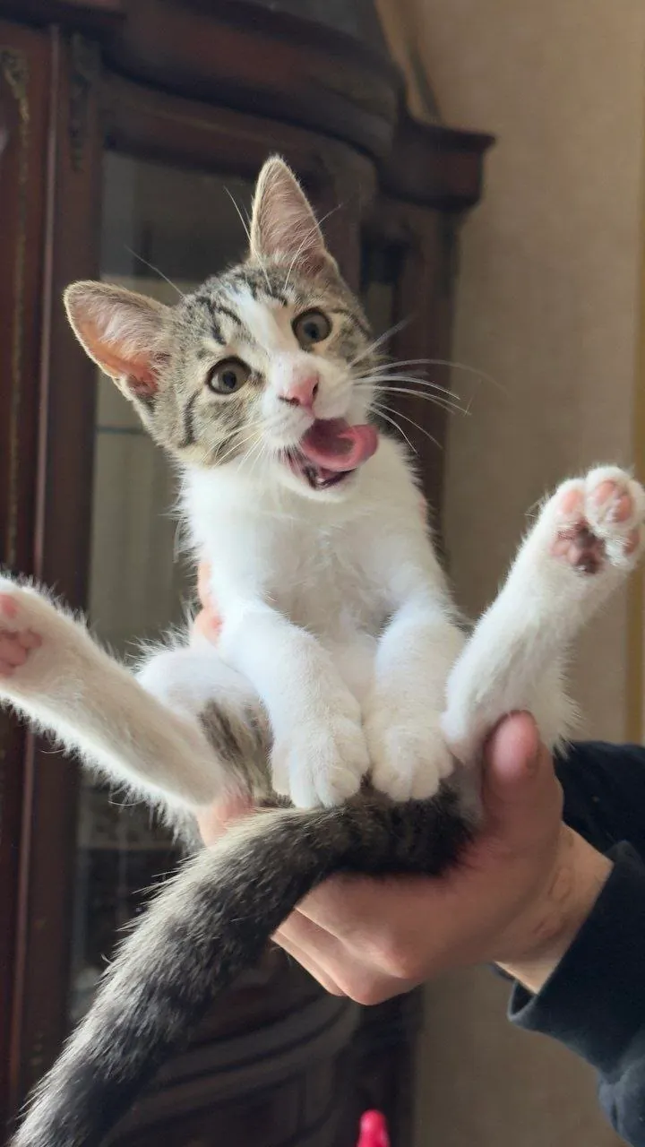 Котята 5 месяцев ищут дом в Тбилиси 1
