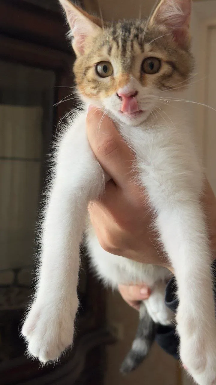 Котята 5 месяцев ищут дом в Тбилиси 3