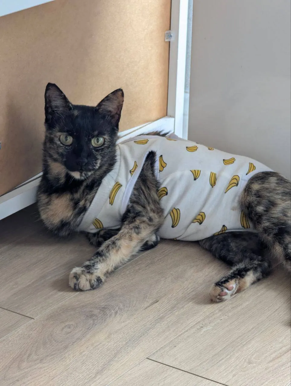 Ласковая кошка ищет дом в Батуми 2