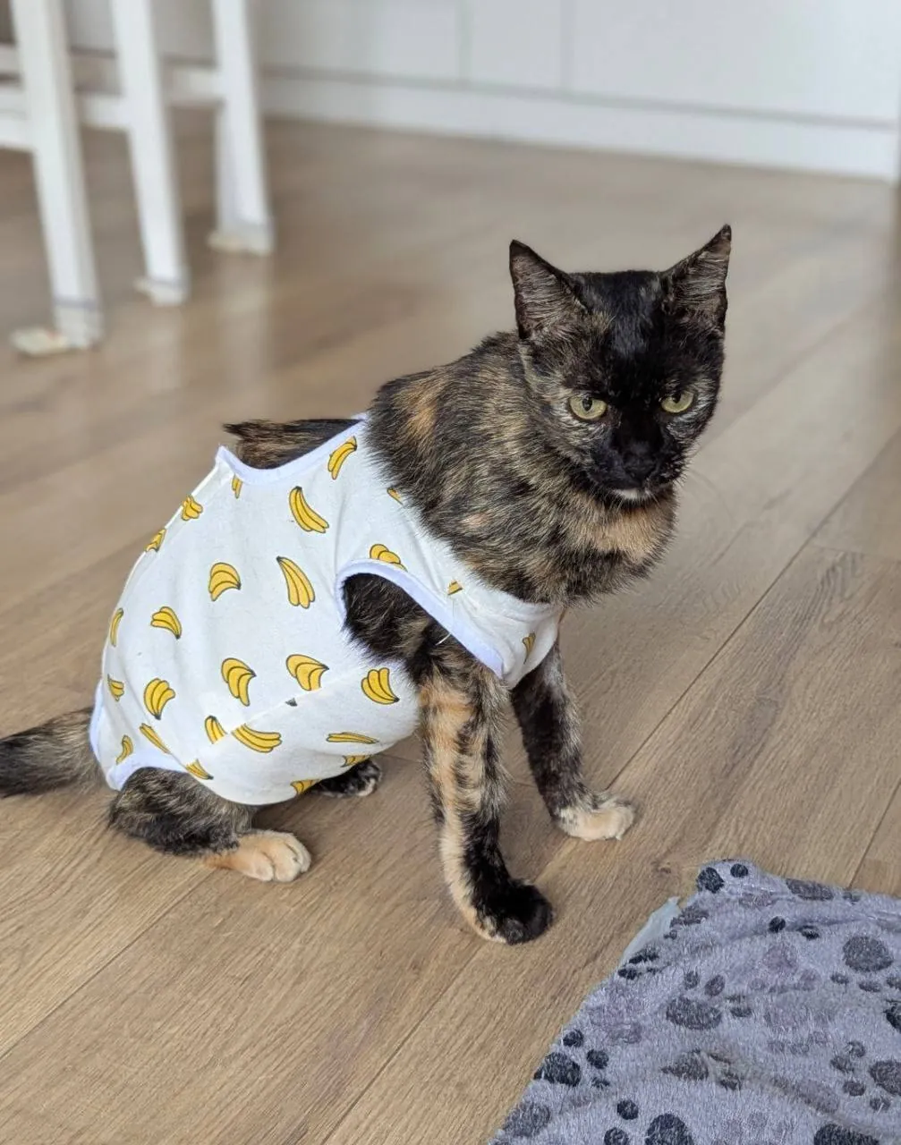 Ласковая кошка ищет дом в Батуми 3