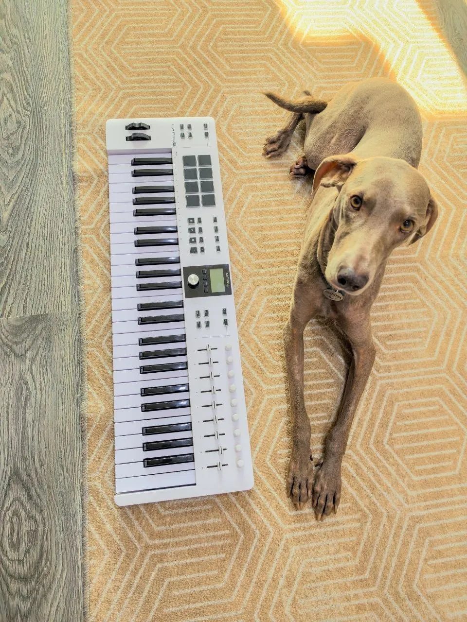 MIDI-клавиатура Arturia KeyLab Essential 49 MK3 1