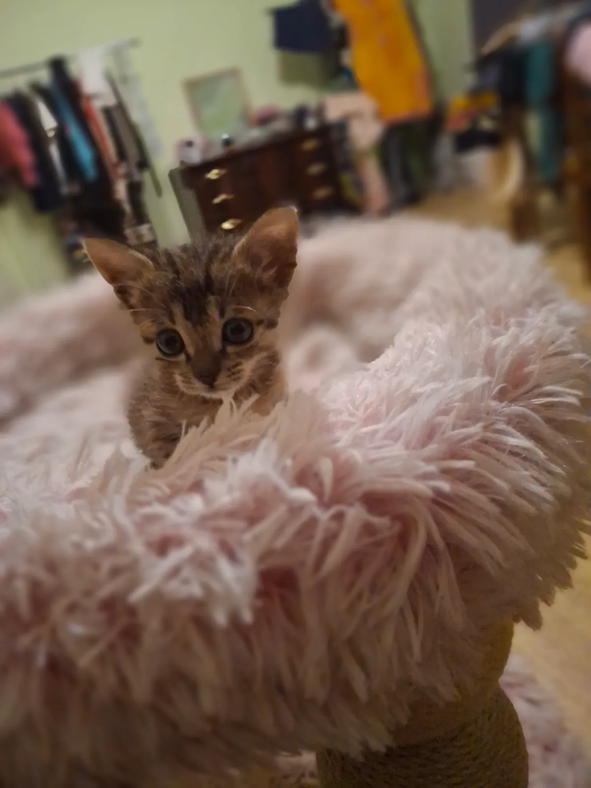Котёнок в добрые руки, 1.5-2 месяца 4