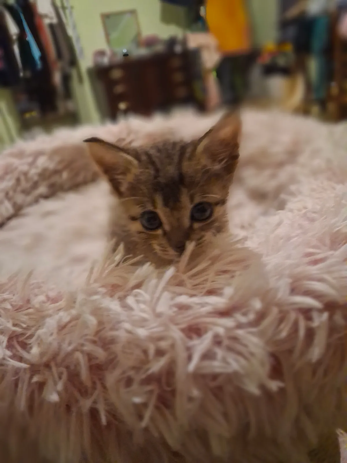 Котёнок в добрые руки, 1.5-2 месяца 6