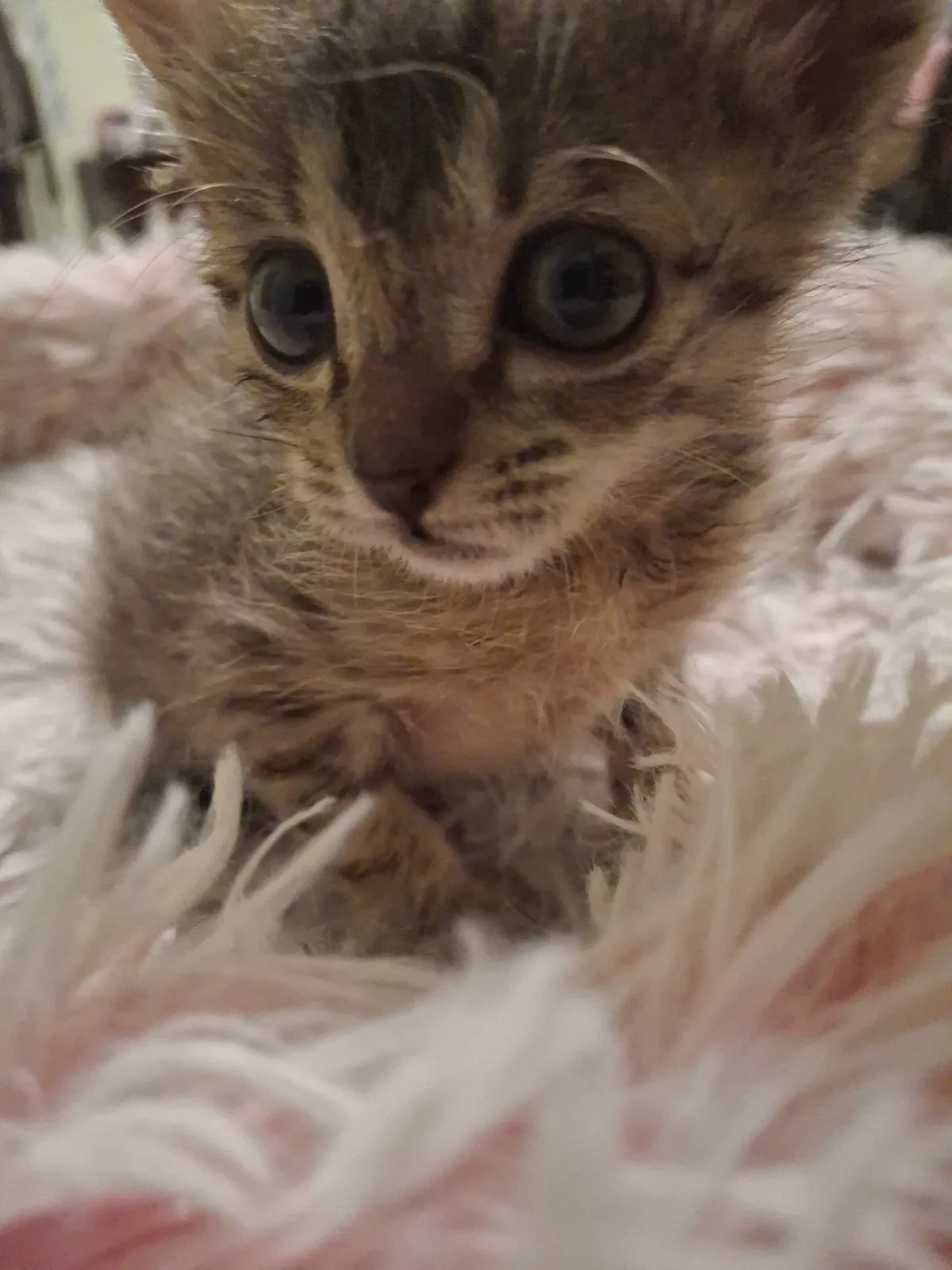 Котёнок в добрые руки, 1.5-2 месяца 5