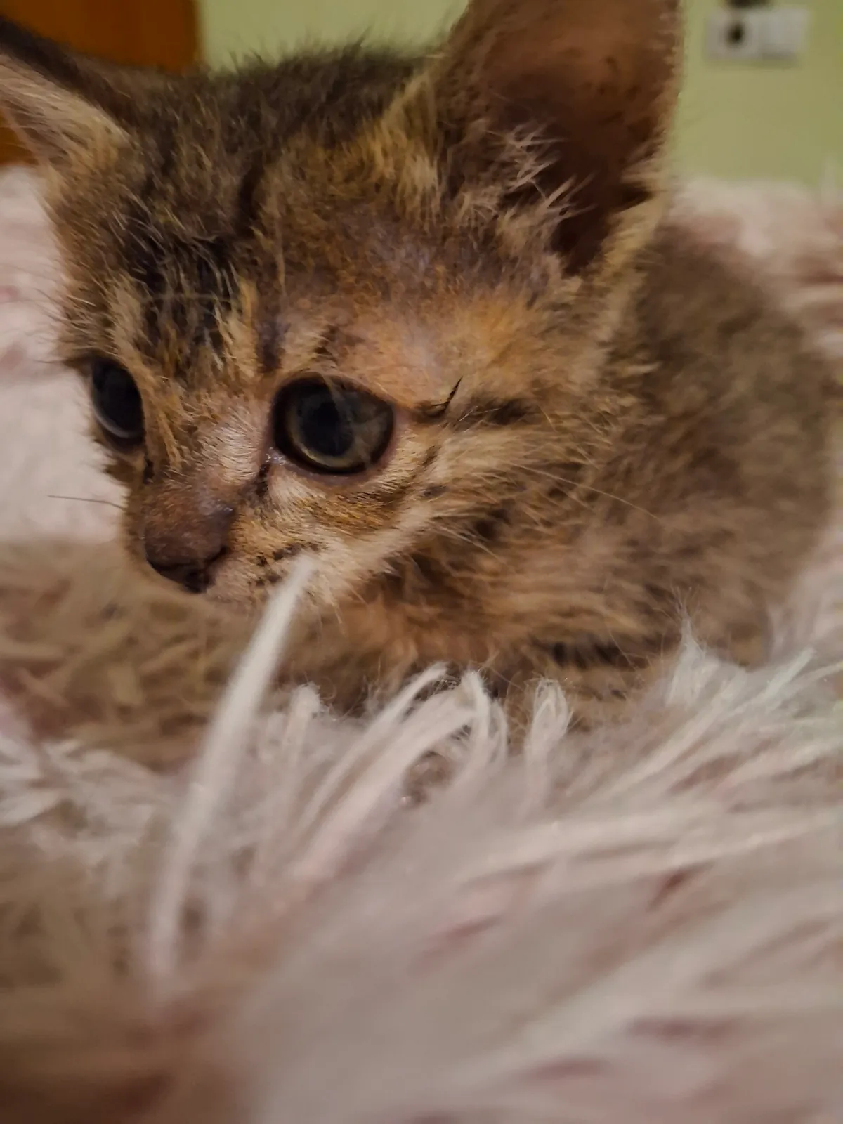 Котёнок в добрые руки, 1.5-2 месяца 3