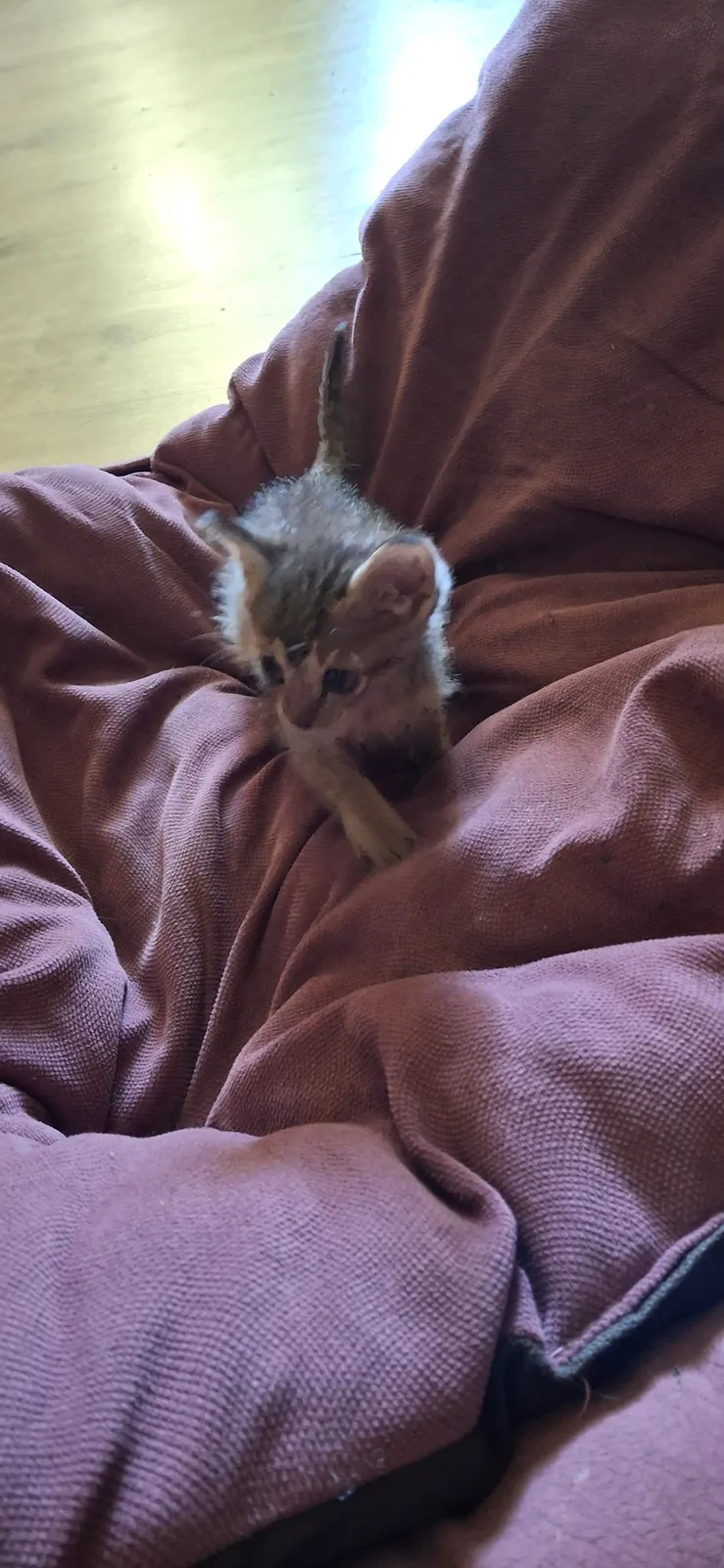 Котёнок в добрые руки, 1.5-2 месяца 7
