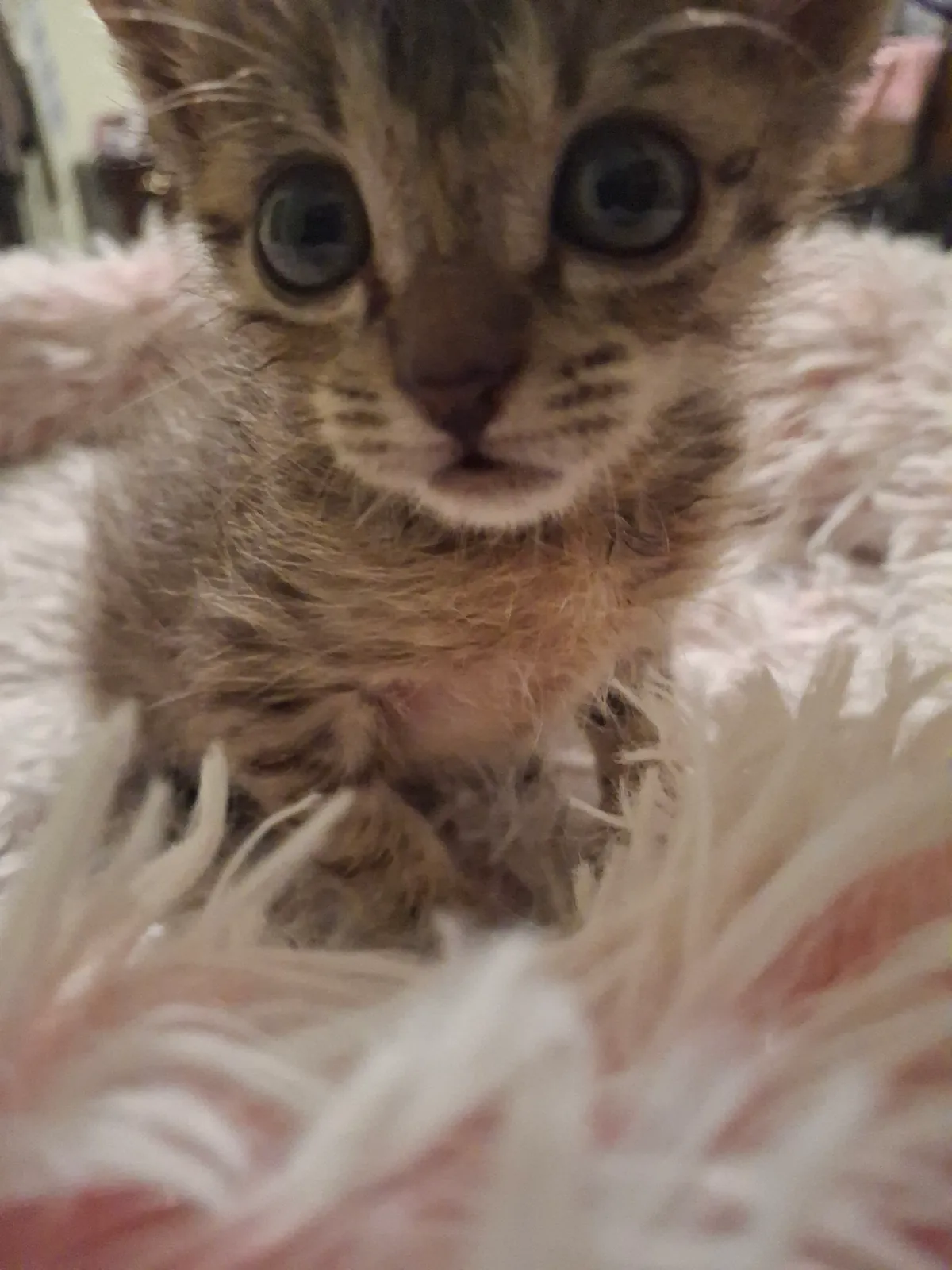 Котёнок в добрые руки, 1.5-2 месяца 2