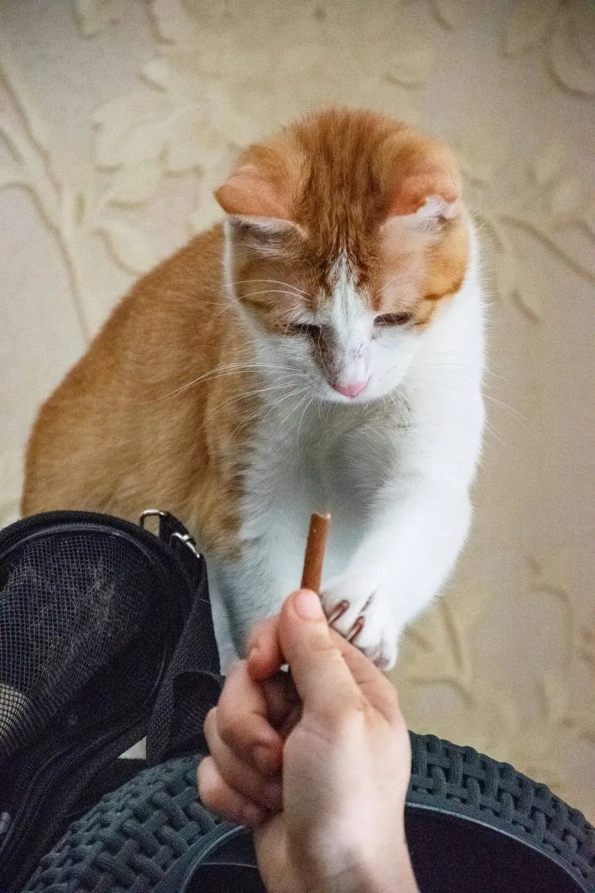 Рыже-белая кошка ищет дом, стерилизована 2